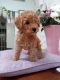 Toy Poodle Puppies for sale in Los Alamos Pl NE, Calgary, AB T1Y, Canada. price: $1,000