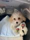 Toy Poodle Puppies for sale in Centennial, CO, USA. price: NA