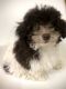 Toy Poodle Puppies for sale in 2906 Nevermind Ln, Colorado Springs, CO 80917, USA. price: $3,500