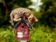 Toyger Cats for sale in Millville, MN 55957, USA. price: $500