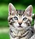 Toyger Cats for sale in Millville, MN 55957, USA. price: $350