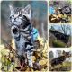 Toyger Cats for sale in Millville, MN 55957, USA. price: $500