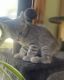 Toyger Cats for sale in Orange Park, FL 32073, USA. price: $700