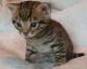 Toyger Cats for sale in San Jose, CA, USA. price: NA