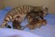 Toyger Cats for sale in San Jose, CA, USA. price: NA