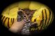 Toyger Cats for sale in West Palm Beach, FL, USA. price: NA