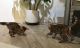 Toyger Cats for sale in Hesperia, CA, USA. price: NA