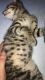 Toyger Cats for sale in Austin, TX, USA. price: $3,500