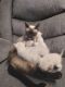 Traditional Siamese Cats for sale in Liberty, MO, USA. price: NA