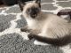 Traditional Siamese Cats for sale in Monroe, WA 98272, USA. price: NA