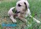 Treeing Cur Puppies for sale in 9704 Big Geronimo St, San Antonio, TX 78254, USA. price: $150
