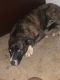 Treeing Tennessee Brindle Puppies for sale in 3985 E Bijou St, Colorado Springs, CO 80909, USA. price: NA