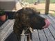 Treeing Tennessee Brindle Puppies for sale in Lorena, TX, USA. price: NA