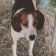Treeing Walker Coonhound Puppies for sale in Sweetwater, TN 37874, USA. price: NA