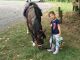 Tundra Horse Horses for sale in Franklin Ave, Alliance, OH 44601, USA. price: $500