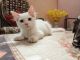 Turkish Angora Cats for sale in Karula, Moradabad, Uttar Pradesh 244001, India. price: 7000 INR