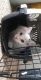 Turkish Angora Cats for sale in Erie, PA, USA. price: $850