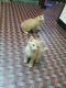 Turkish Angora Cats for sale in Aghapura, Nampally, Hyderabad, Telangana 500457, India. price: 22000 INR