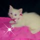 Turkish Angora Cats for sale in Panorama City, Los Angeles, CA, USA. price: $600