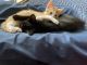 Turkish Angora Cats for sale in Dumfries, VA, USA. price: $100