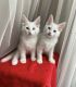Turkish Angora Cats for sale in New York, New York. price: $650