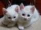 Turkish Angora Cats for sale in Bengaluru, Karnataka 560001, India. price: 10000 INR