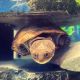 Turtle Reptiles for sale in Lexington, KY, USA. price: NA