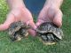 Two-headed, 8 Year Old Red-eared Slider