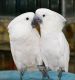Umbrella Cockatoo Birds