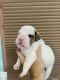 Valley Bulldog Puppies for sale in Albany, NY, USA. price: NA