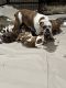 Valley Bulldog Puppies for sale in Garland, NC 28441, USA. price: NA