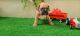 Valley Bulldog Puppies for sale in Denver, PA 17517, USA. price: NA