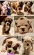 Valley Bulldog Puppies for sale in Jacksonville, AR, USA. price: NA