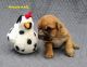 Valley Bulldog Puppies for sale in Zebulon, NC 27597, USA. price: NA