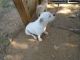 Valley Bulldog Puppies for sale in Four Oaks, NC 27524, USA. price: NA