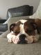 Valley Bulldog Puppies for sale in Waukesha, WI, USA. price: NA