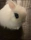 Vienna rabbit Rabbits for sale in Arlington, TX, USA. price: NA