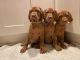 Vizsla Puppies for sale in Allentown, PA 18104, USA. price: $715