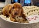 Vizsla Puppies for sale in Baldwin Harbor, NY, USA. price: NA