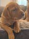 Vizsla Puppies for sale in 1011 Paper Mill Rd, Bloomsburg, PA 17815, USA. price: $2,500
