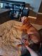 Vizsla Puppies for sale in Lubbock, TX, USA. price: $1,100