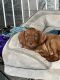 Vizsla Puppies for sale in Gloucester, VA 23061, USA. price: $1,900