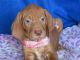 Vizsla Puppies for sale in Mobile, AL, USA. price: NA