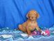 Vizsla Puppies for sale in Elizabeth, NJ, USA. price: NA