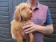 Vizsla Puppies for sale in East Los Angeles, CA, USA. price: $250