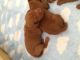 Vizsla Puppies for sale in Spokane, WA, USA. price: NA