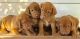 Vizsla Puppies for sale in Tecate, CA 91987, USA. price: $500