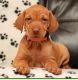Vizsla Puppies for sale in Denver, PA, USA. price: $1,500