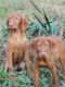 Vizsla Puppies for sale in Callaway, VA 24067, USA. price: NA