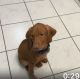 Vizsla Puppies for sale in 108-21 63rd Ave, Flushing, NY 11375, USA. price: NA
